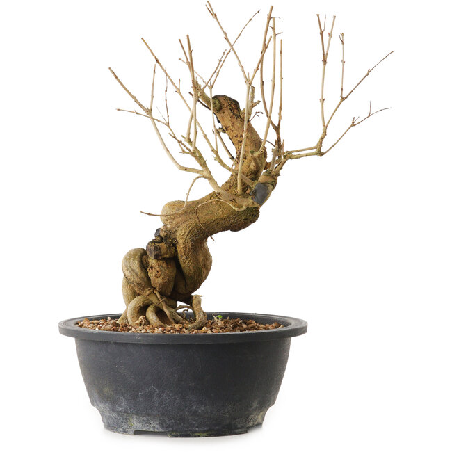 Punica granatum, 29 cm, ± 12 años de edad