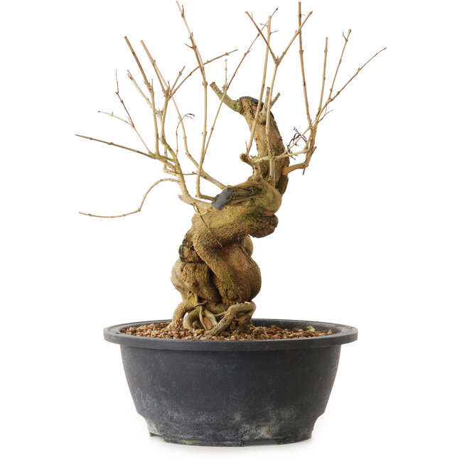 Granatapfel (Punica granatum), 29 cm, ± 12 Jahre alt