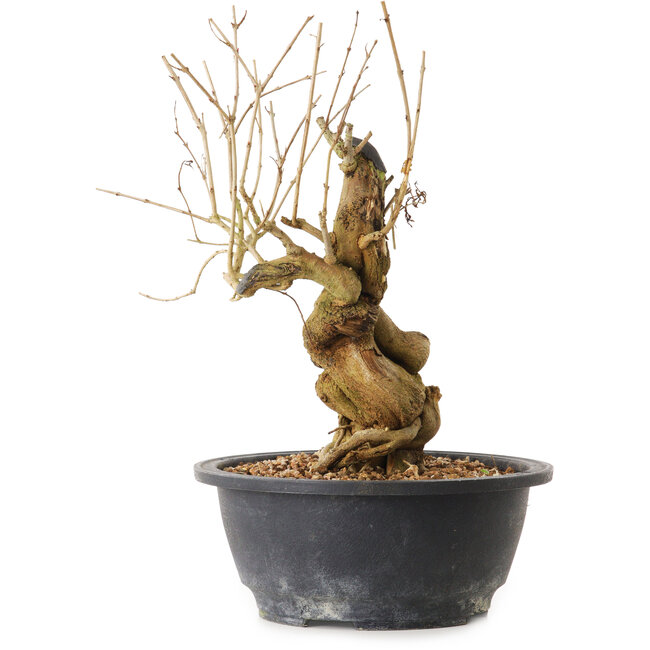 Punica granatum, 29 cm, ± 12 jaar oud