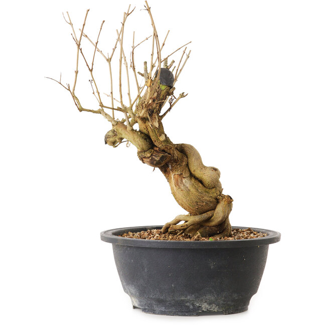 Punica granatum, 29 cm, ± 12 anni