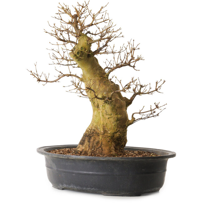 Acer buergerianum, 55 cm, ± 25 Jahre alt