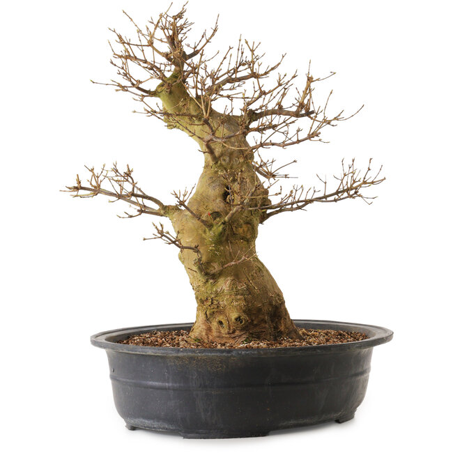 Acer buergerianum, 55 cm, ± 25 years old