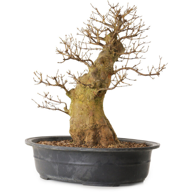 Acer buergerianum, 55 cm, ± 25 ans