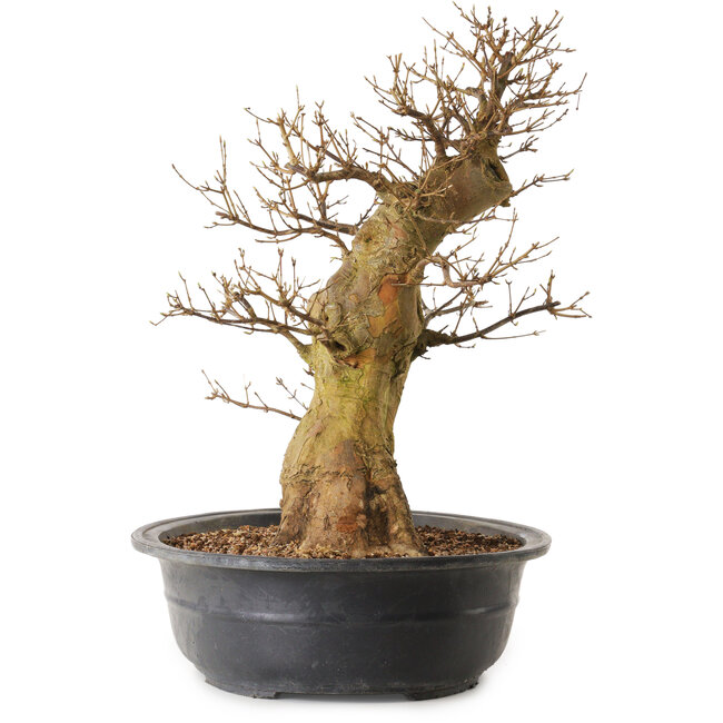 Acer buergerianum, 55 cm, ± 25 anni