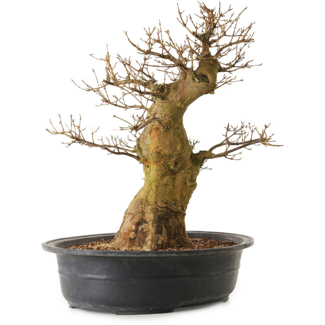 Acer buergerianum, 55 cm, ± 25 ans