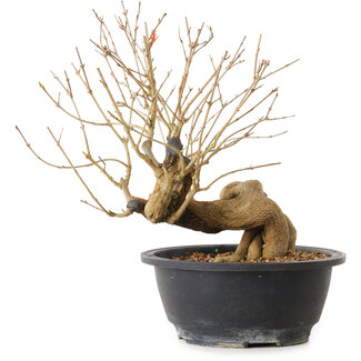 Punica granatum, 37 cm, ± 12 anni