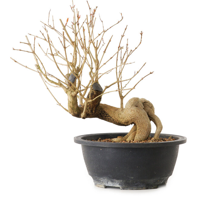 Punica granatum, 37 cm, ± 12 jaar oud