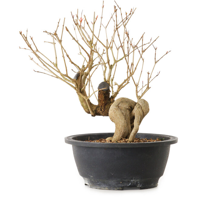 Punica granatum, 37 cm, ± 12 años de edad