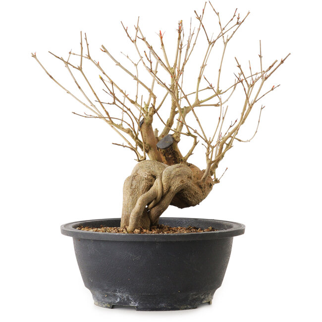 Punica granatum, 37 cm, ± 12 years old