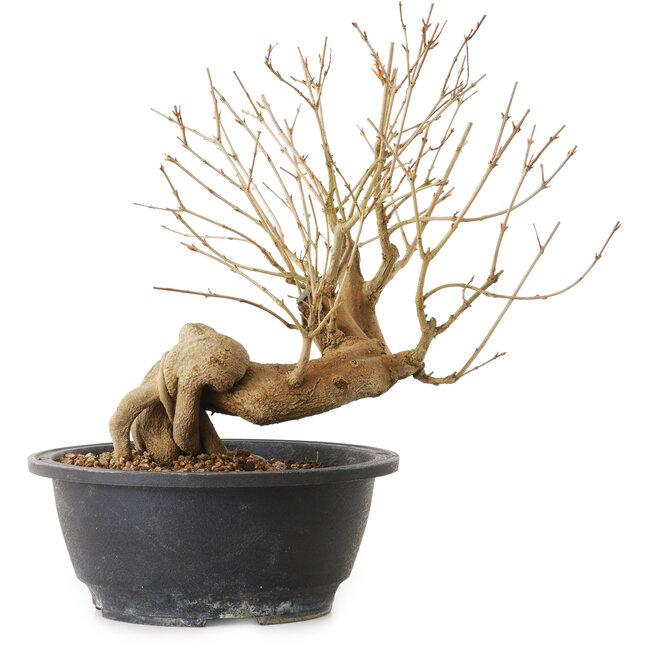 Punica granatum, 37 cm, ± 12 ans