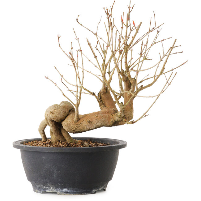 Granatapfel (Punica granatum), 37 cm, ca. 12 Jahre alt