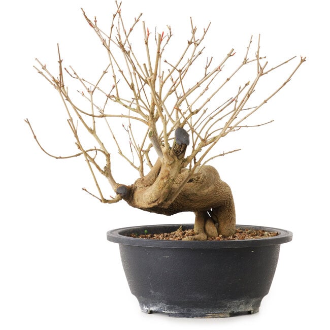 Punica granatum, 37 cm, ± 12 anni