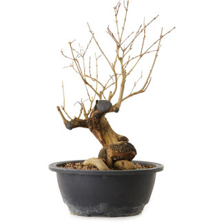 Punica granatum, 29 cm, ± 12 años de edad