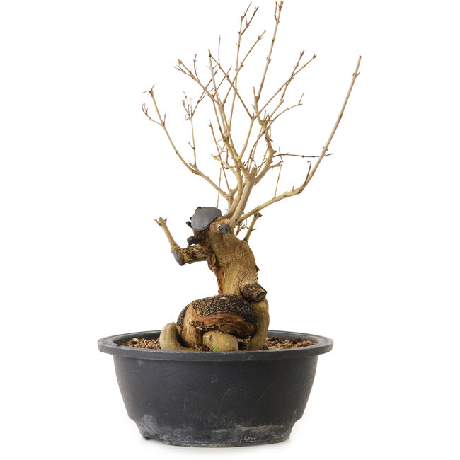 Punica granatum, 29 cm, ± 12 years old