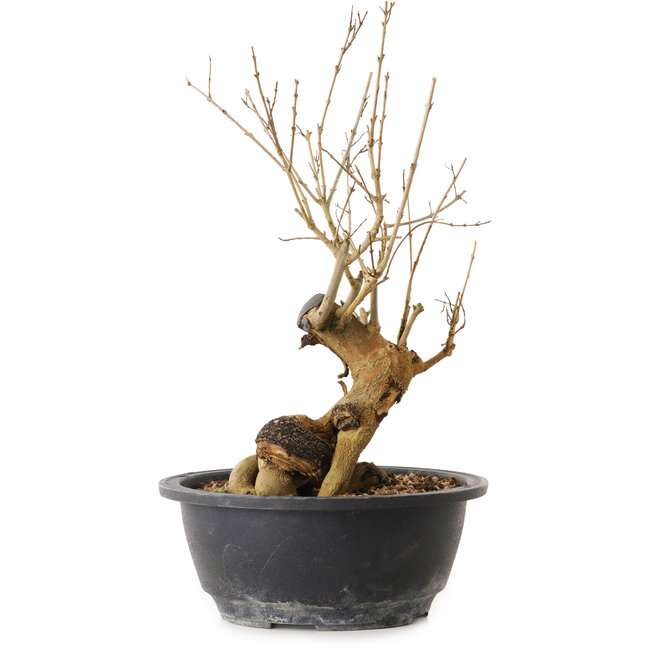 Punica granatum, 29 cm, ± 12 years old