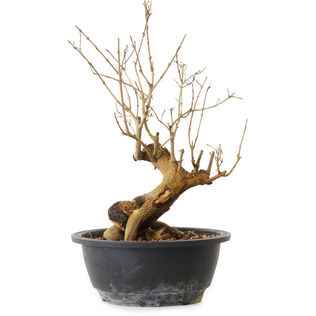 Punica granatum, 29 cm, ± 12 anni