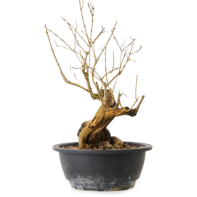 Punica granatum, 29 cm, ± 12 years old