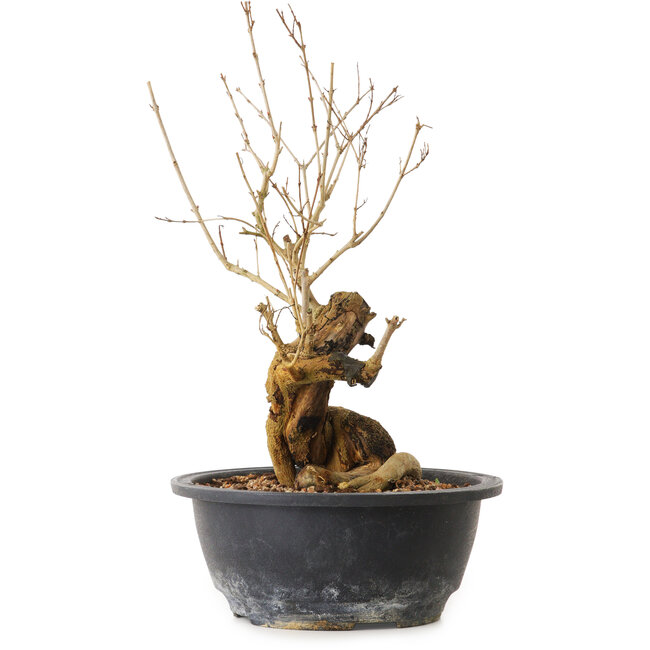 Punica granatum, 29 cm, ± 12 years old