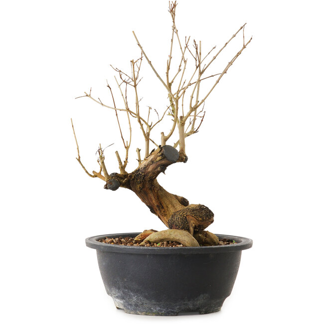 Punica granatum, 29 cm, ± 12 years old