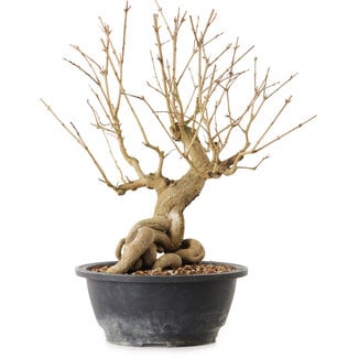 Punica granatum, 29 cm, ± 12 ans