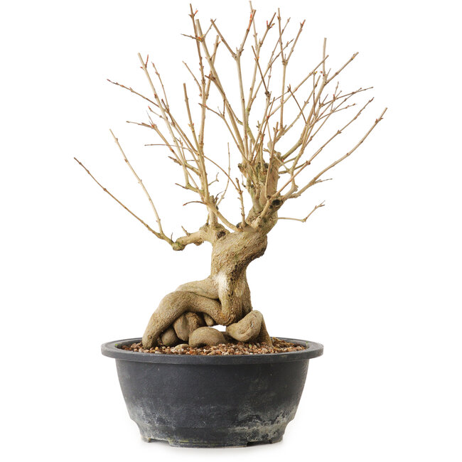 Punica granatum, 29 cm, ± 12 años de edad