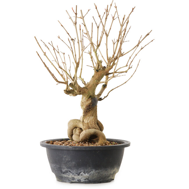 Granatapfel (Punica granatum), 29 cm, ± 12 Jahre alt