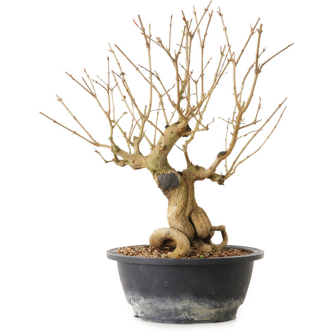 Punica granatum, 29 cm, ± 12 años de edad