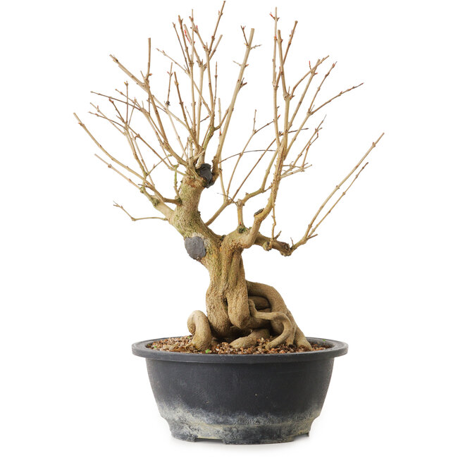 Punica granatum, 29 cm, ± 12 years old