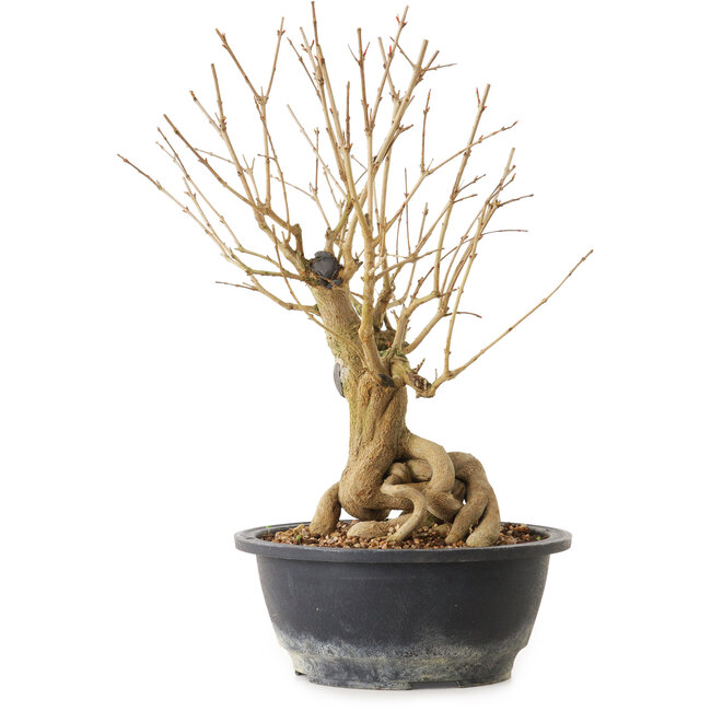 Punica granatum, 29 cm, ± 12 ans