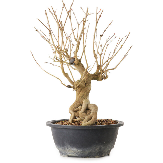 Granatapfel (Punica granatum), 29 cm, ± 12 Jahre alt