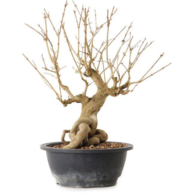 Granatapfel (Punica granatum), 29 cm, ± 12 Jahre alt