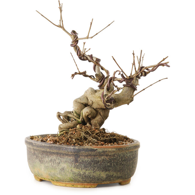 Punica granatum, 24 cm, ± 12 anni