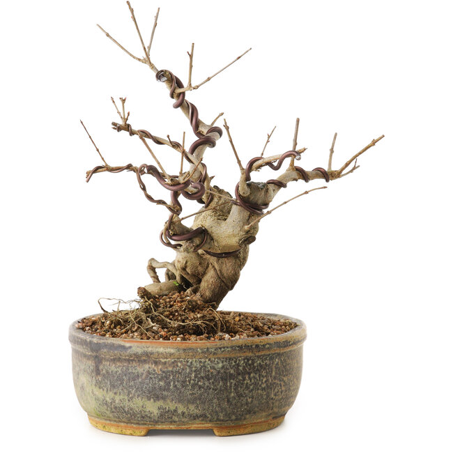 Granatapfel (Punica granatum), 24 cm, ca. 12 Jahre alt