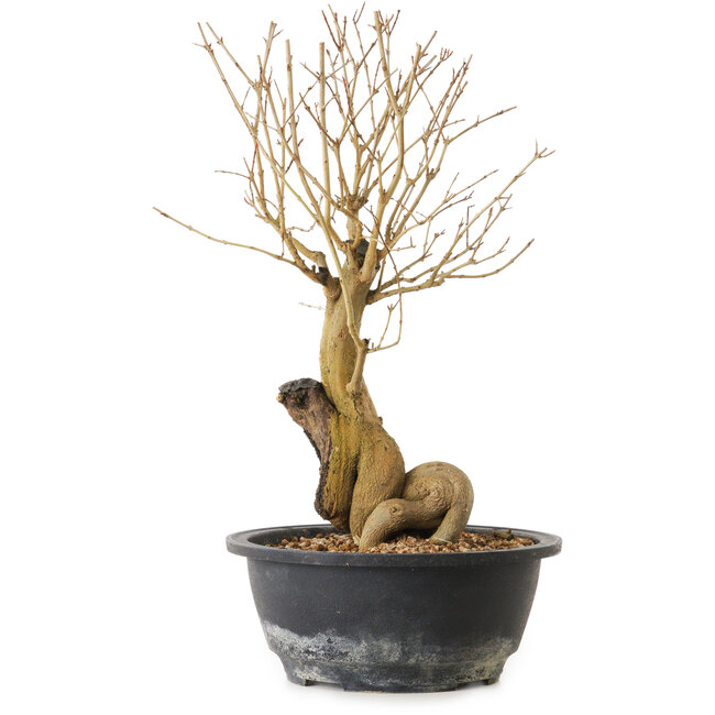 Punica granatum, 29 cm, ± 12 jaar oud