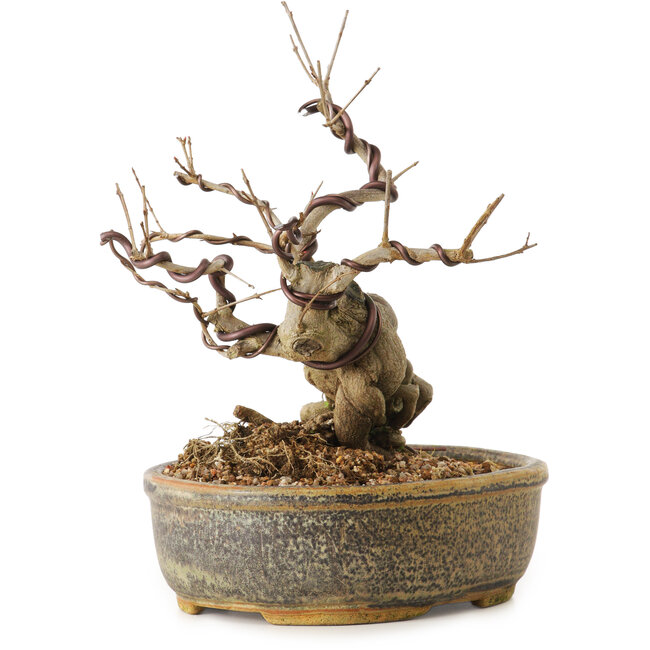 Punica granatum, 24 cm, ± 12 años de edad