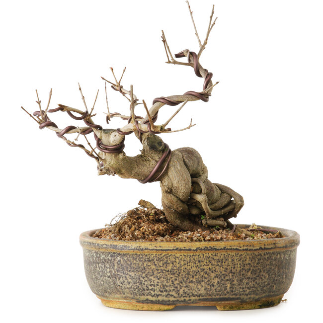 Punica granatum, 24 cm, ± 12 years old