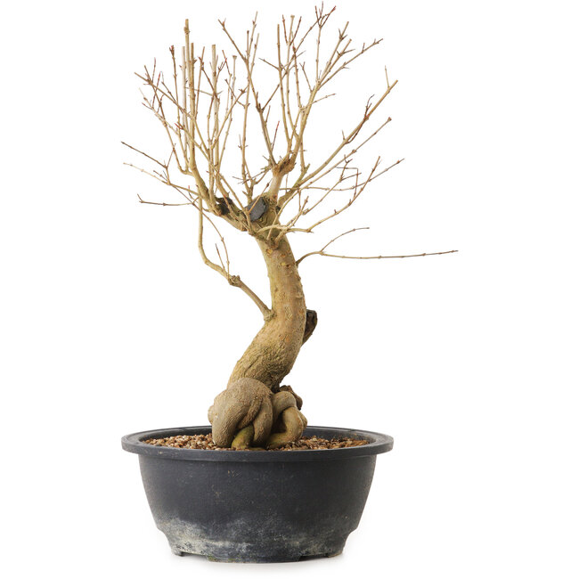 Punica granatum, 29 cm, ± 12 años de edad