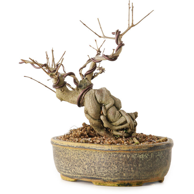 Punica granatum, 24 cm, ± 12 jaar oud