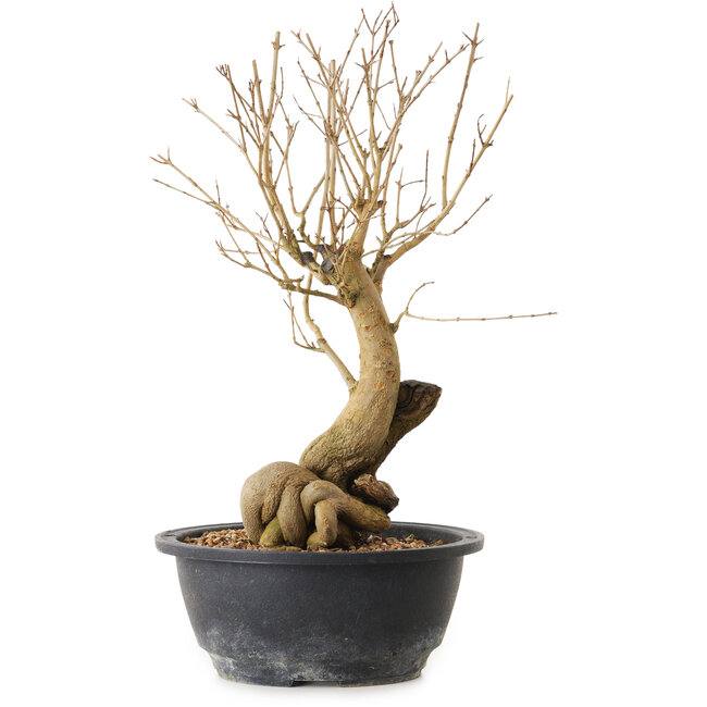 Punica granatum, 29 cm, ± 12 years old