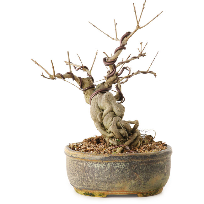 Punica granatum, 24 cm, ± 12 ans