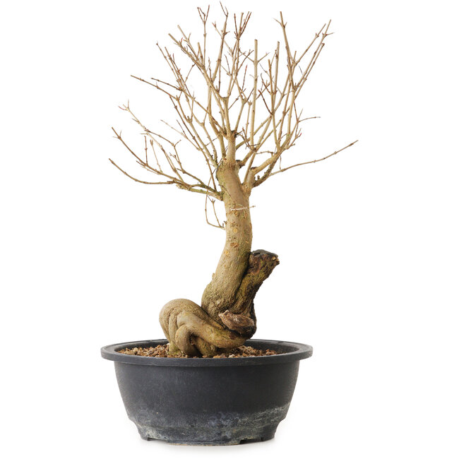 Punica granatum, 29 cm, ± 12 anni