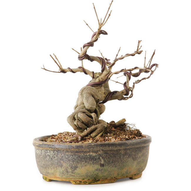 Punica granatum, 24 cm, ± 12 jaar oud