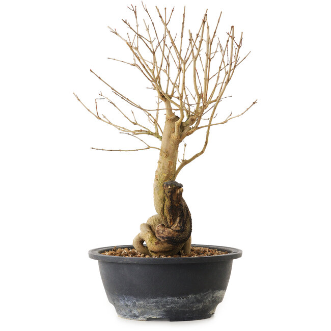 Punica granatum, 29 cm, ± 12 ans