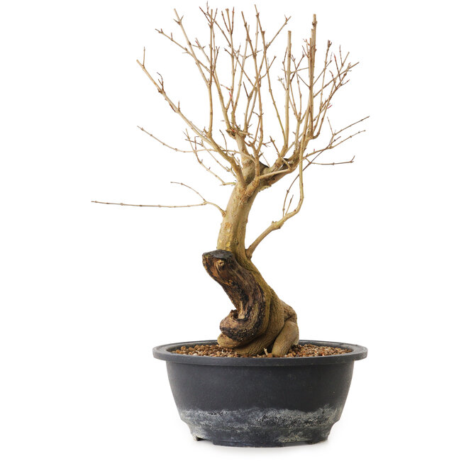 Punica granatum, 29 cm, ± 12 anni