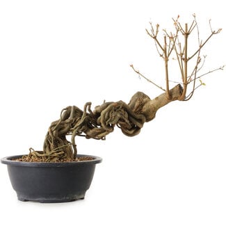 Acer buergerianum, 60 cm, ± 25 ans