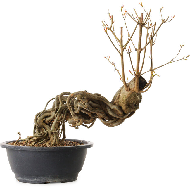 Acer buergerianum, 60 cm, ± 25 ans, avec un nebari de 13 cm