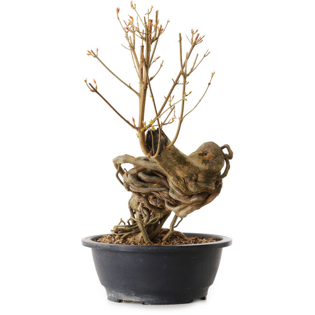 Acer buergerianum, 60 cm, ± 25 jaar oud, met een nebari van 13 cm