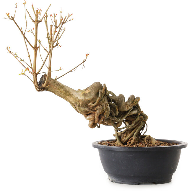 Acer buergerianum, 60 cm, ± 25 jaar oud, met een nebari van 13 cm