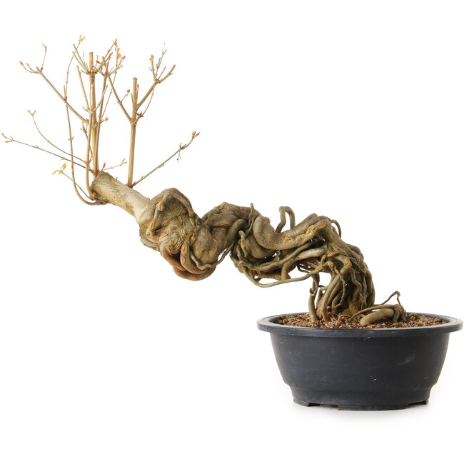 Acer buergerianum, 60 cm, ± 25 ans, avec un nebari de 13 cm