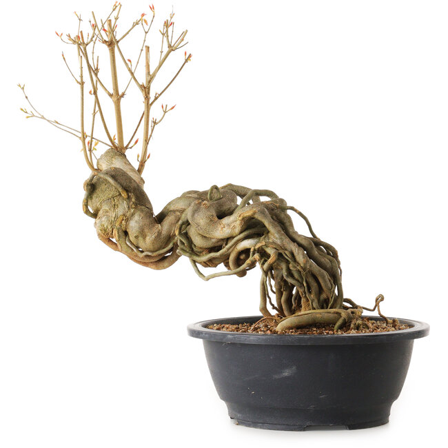 Acer buergerianum, 60 cm, ± 25 ans, avec un nebari de 13 cm